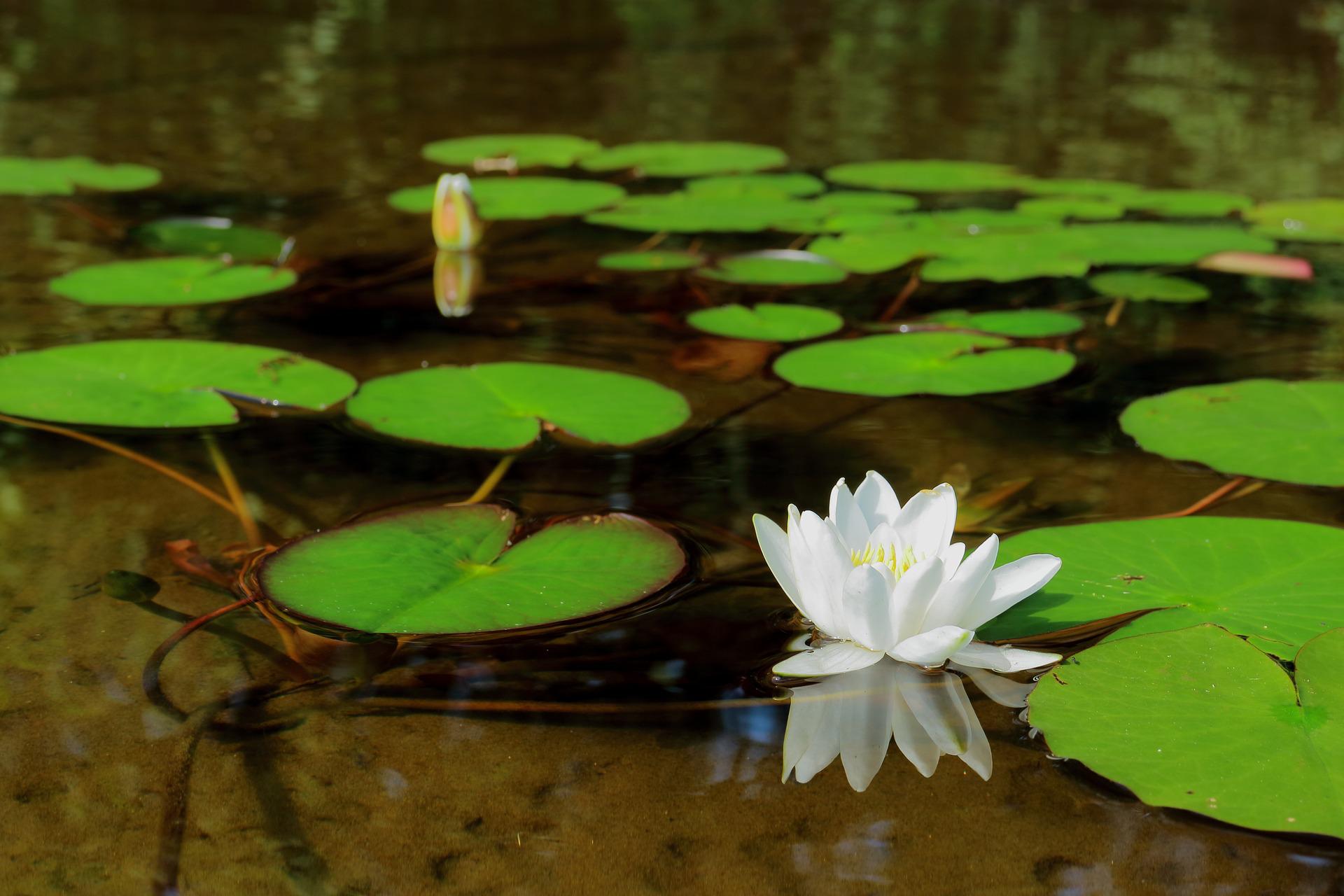 Aquatic plants