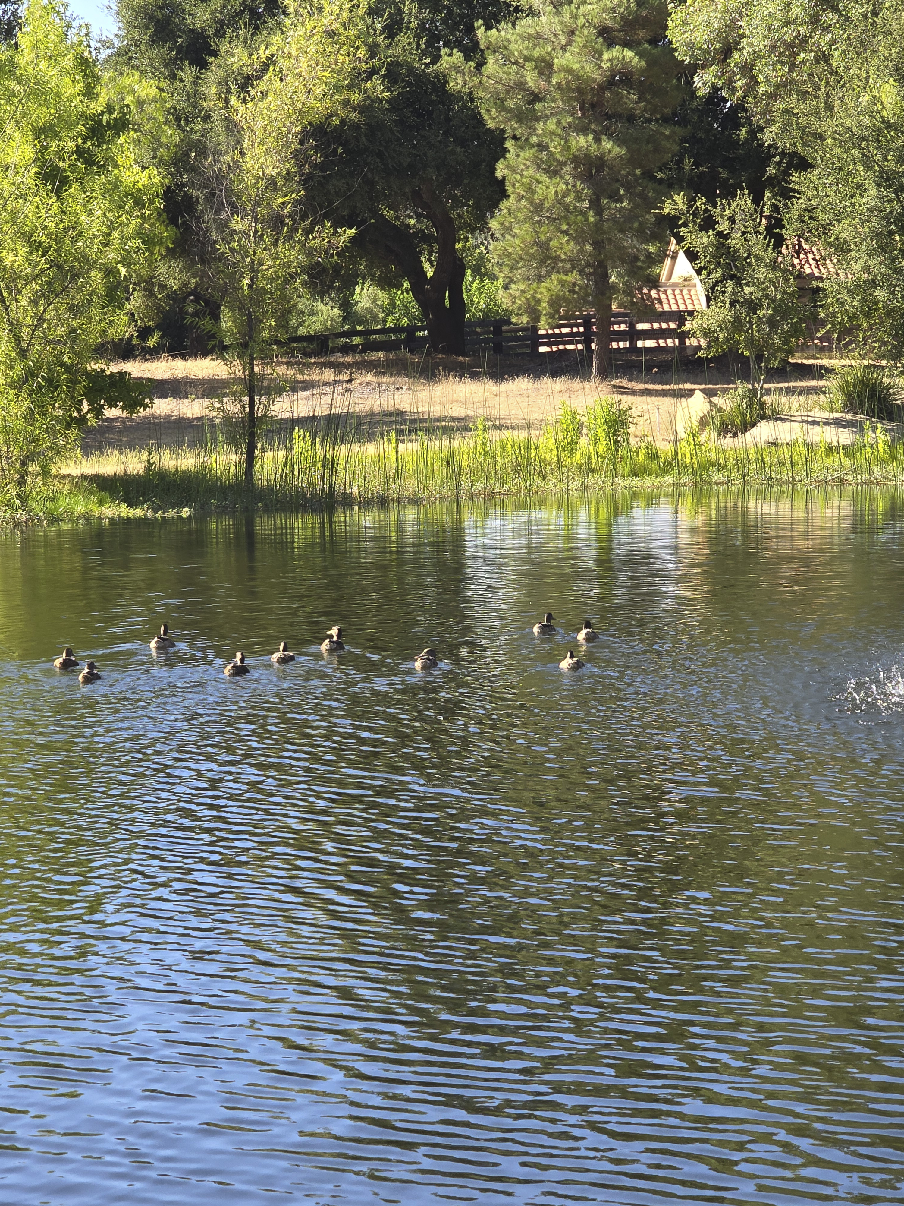 Ducklings enjoying the restored pond