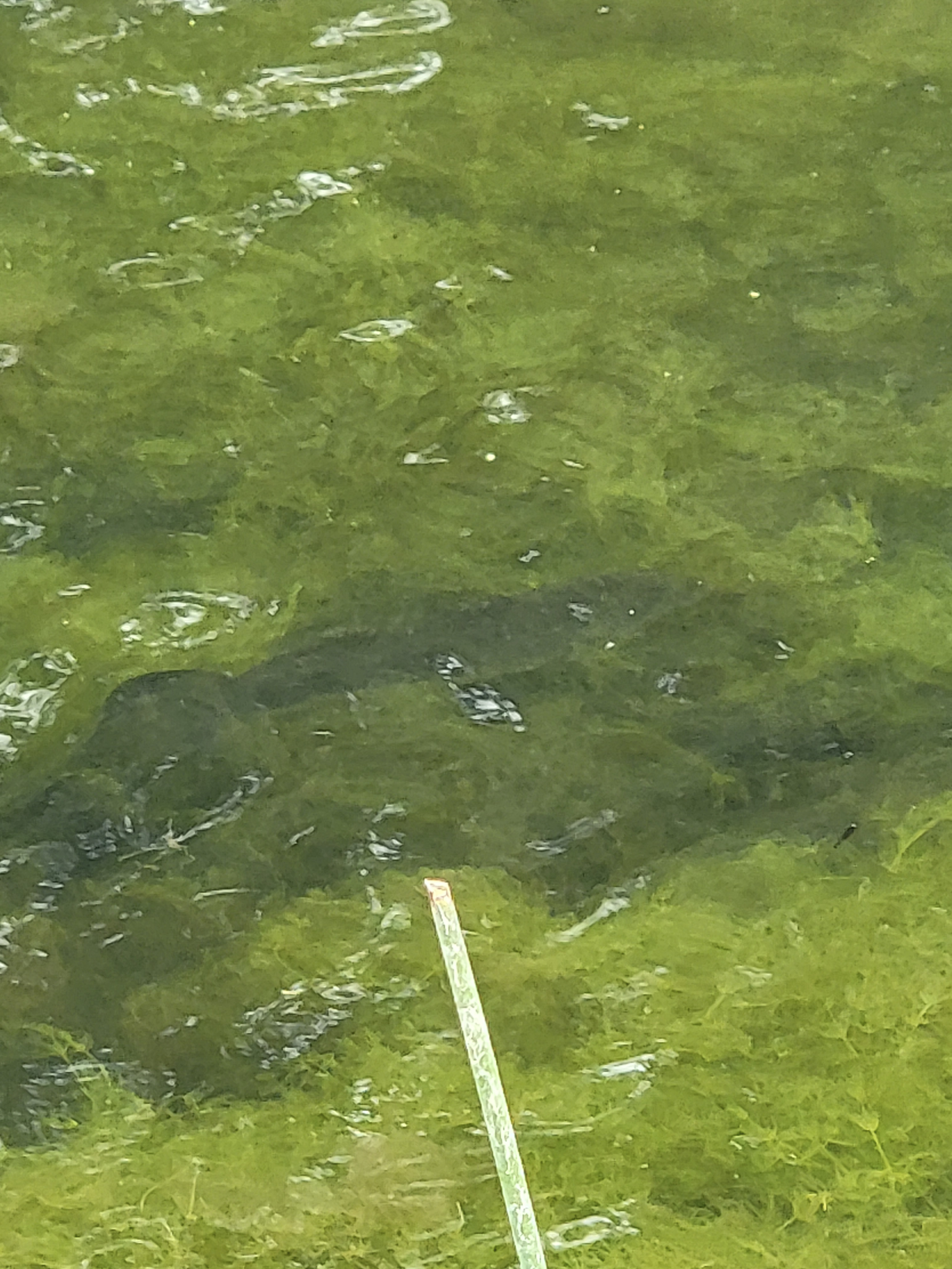 Fish visible in the pond water