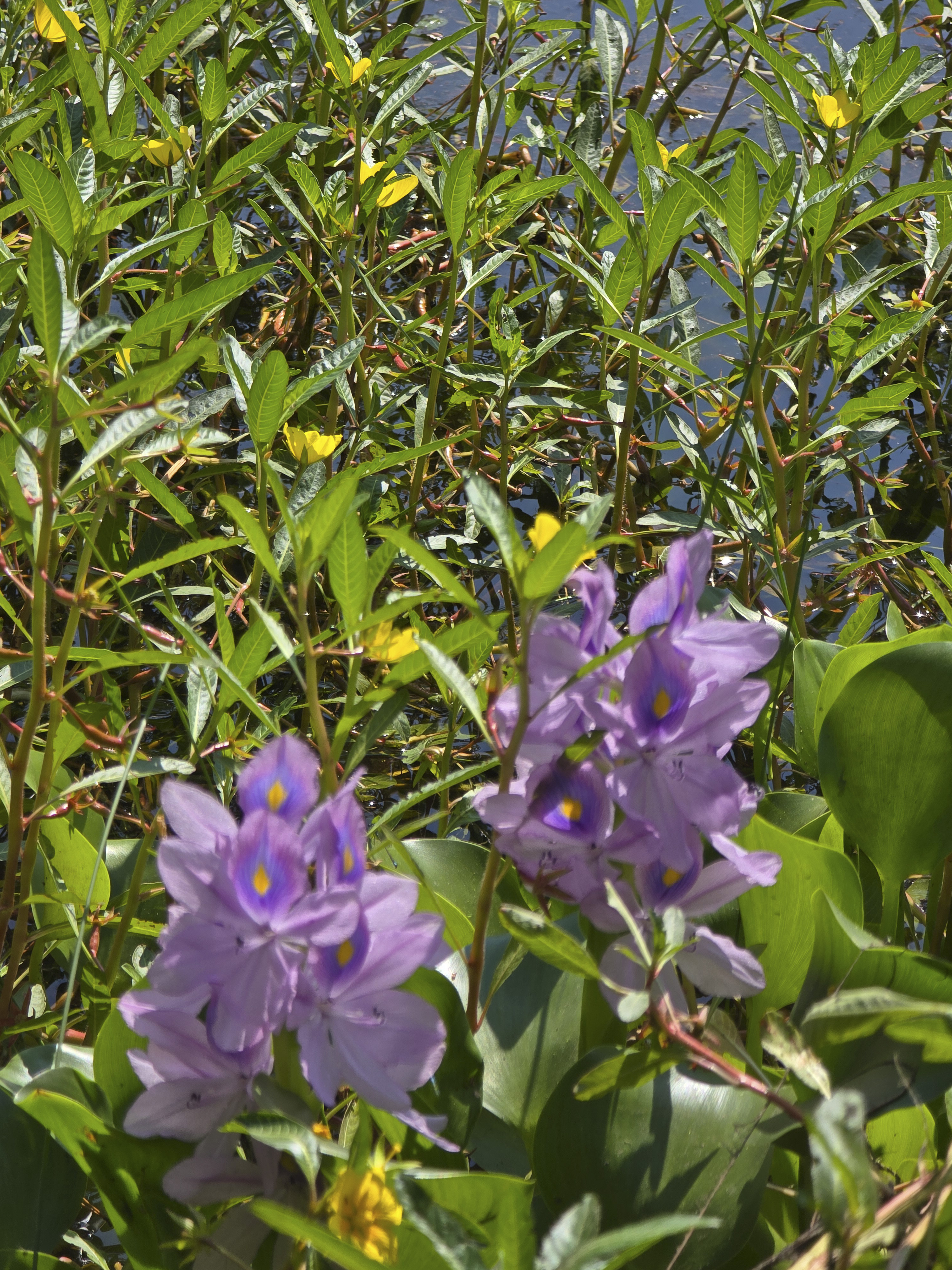Water hyacinth flowers blooming at the pond