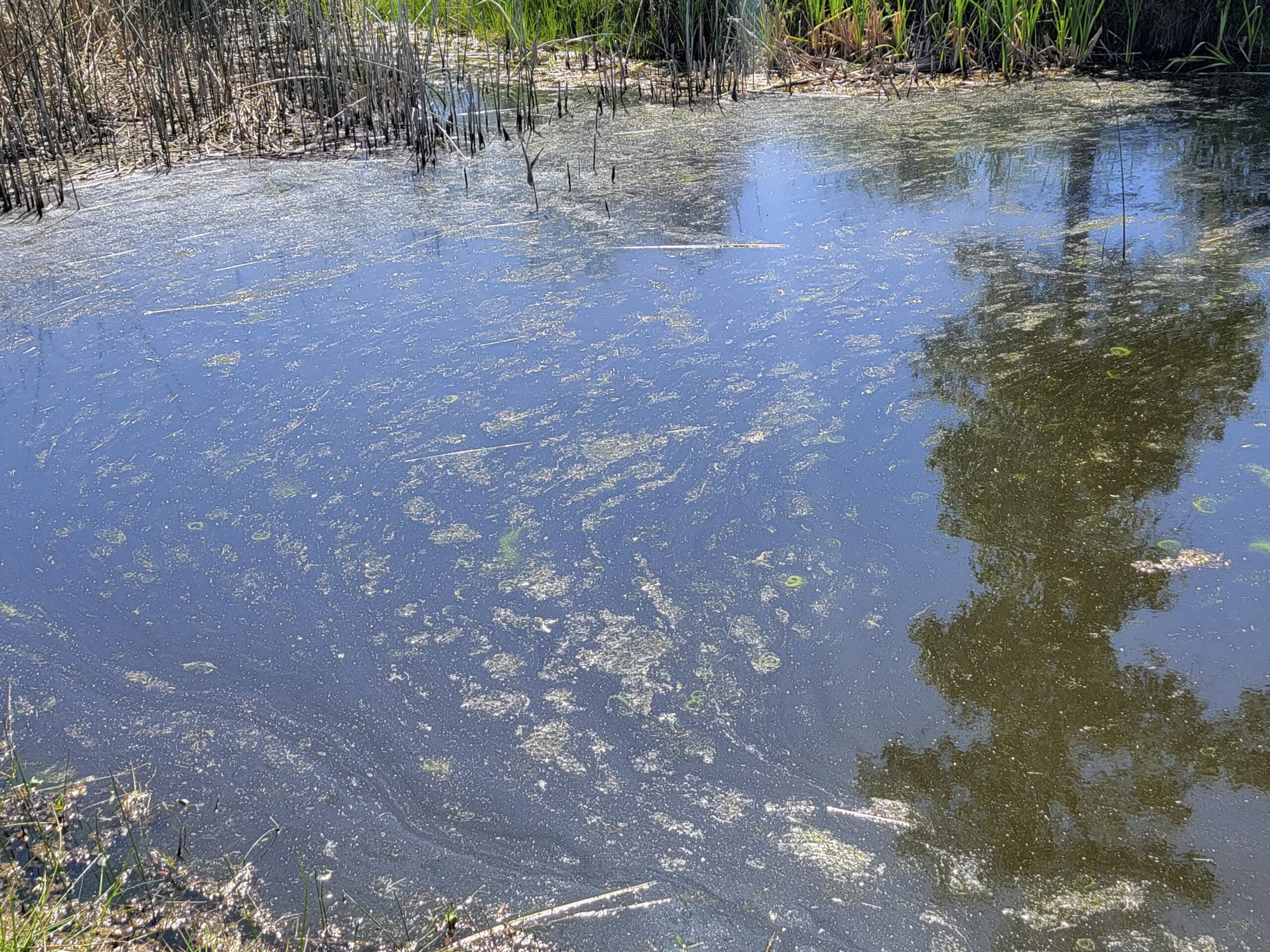 Close view of seasonal surface growth before treatment
