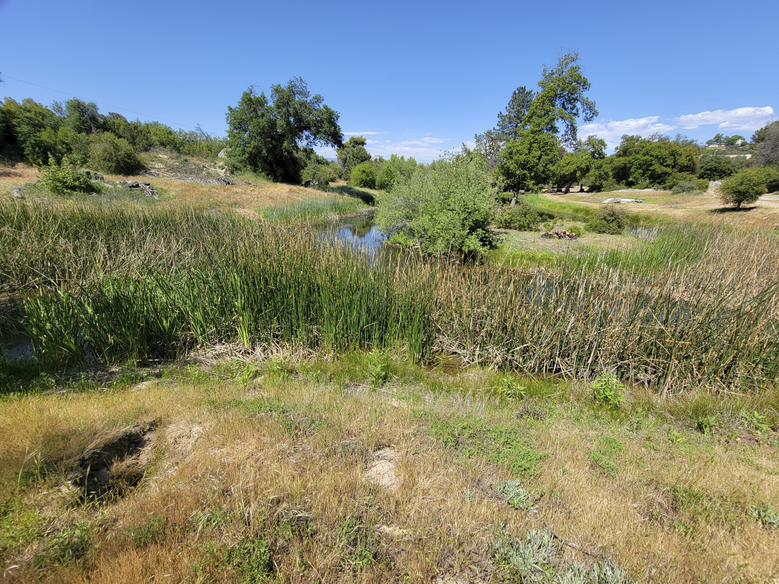 Aquatic vegetation before seasonal lake management
