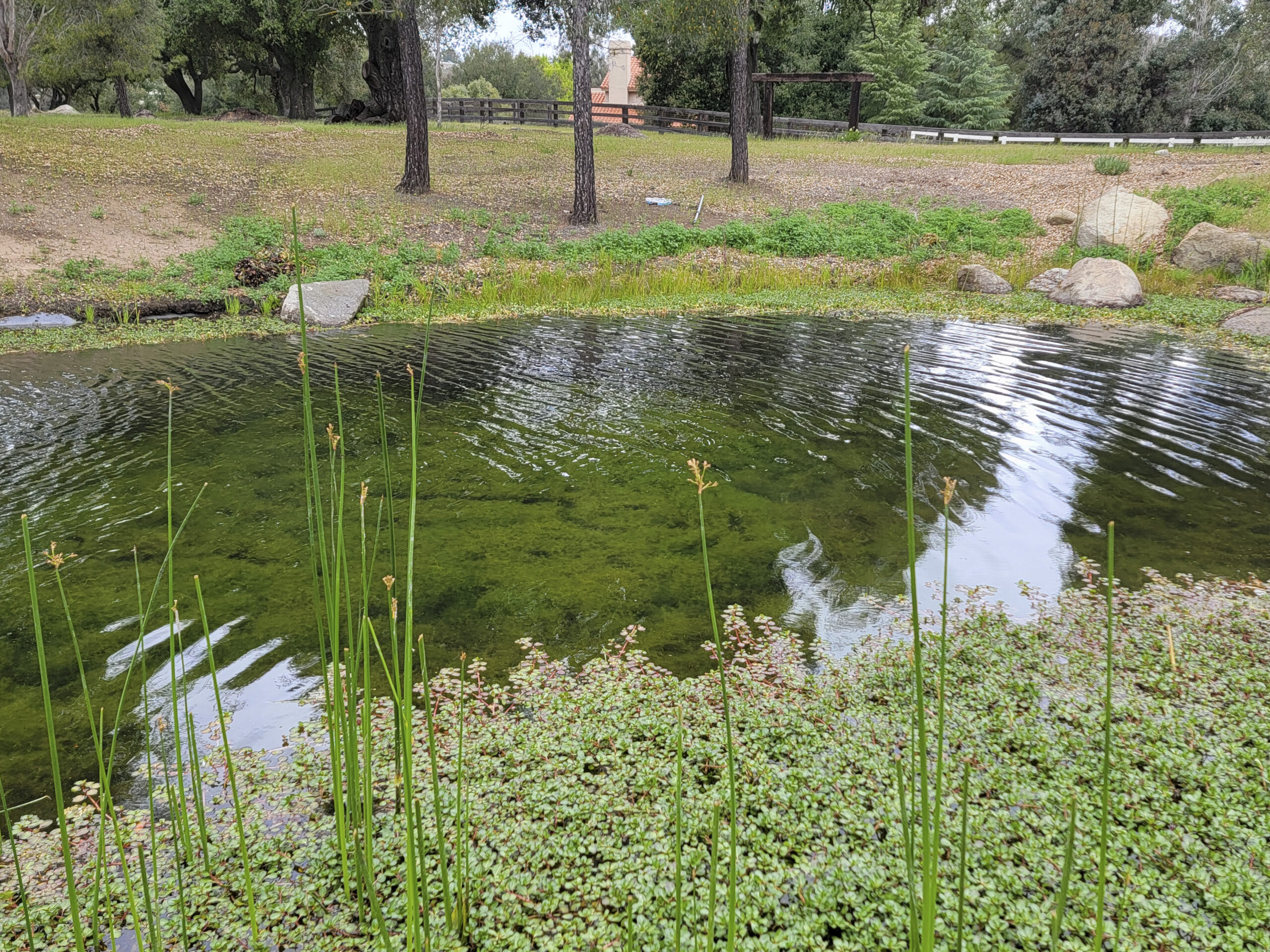 Clear pond edge with healthy shoreline vegetation