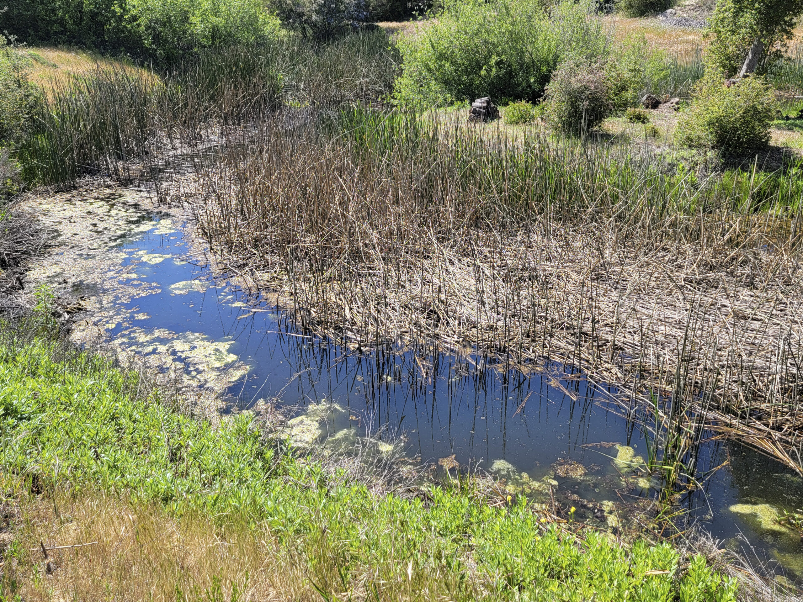Dense shoreline reeds and aquatic growth before restoration work