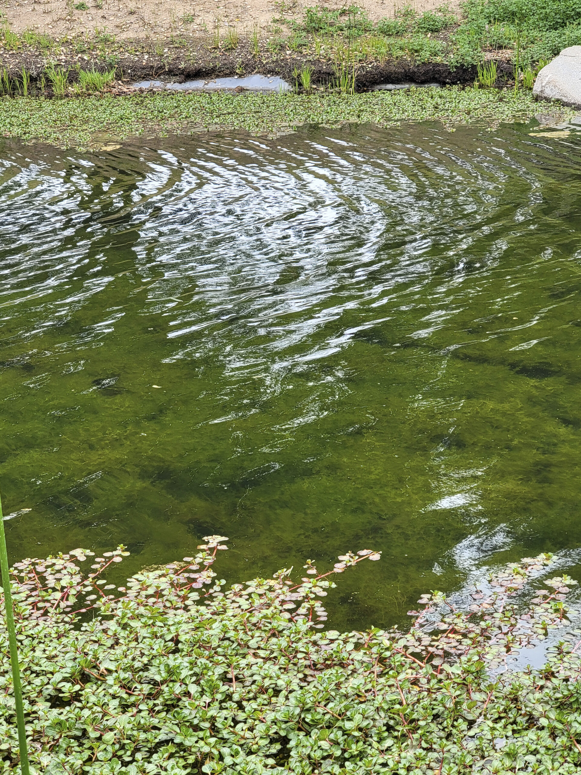 Clear pond water detail after restoration