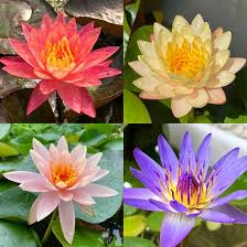 Hardy water lily