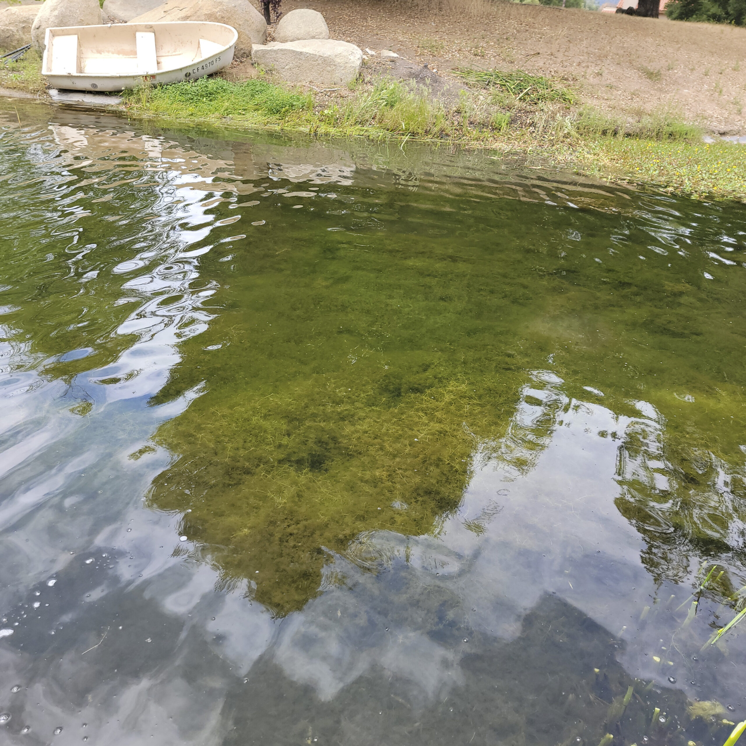 Pond after restoration