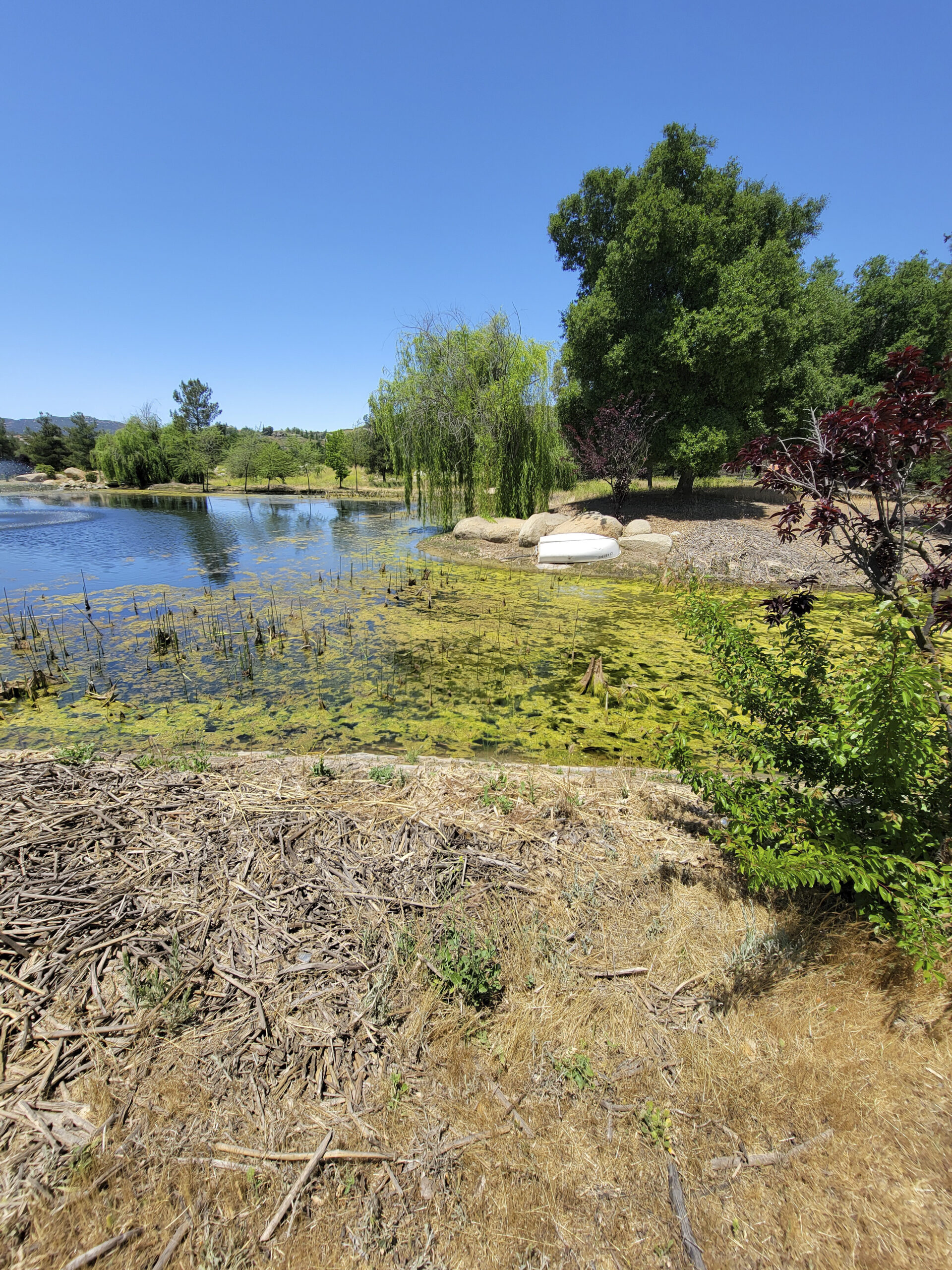 Pond before restoration
