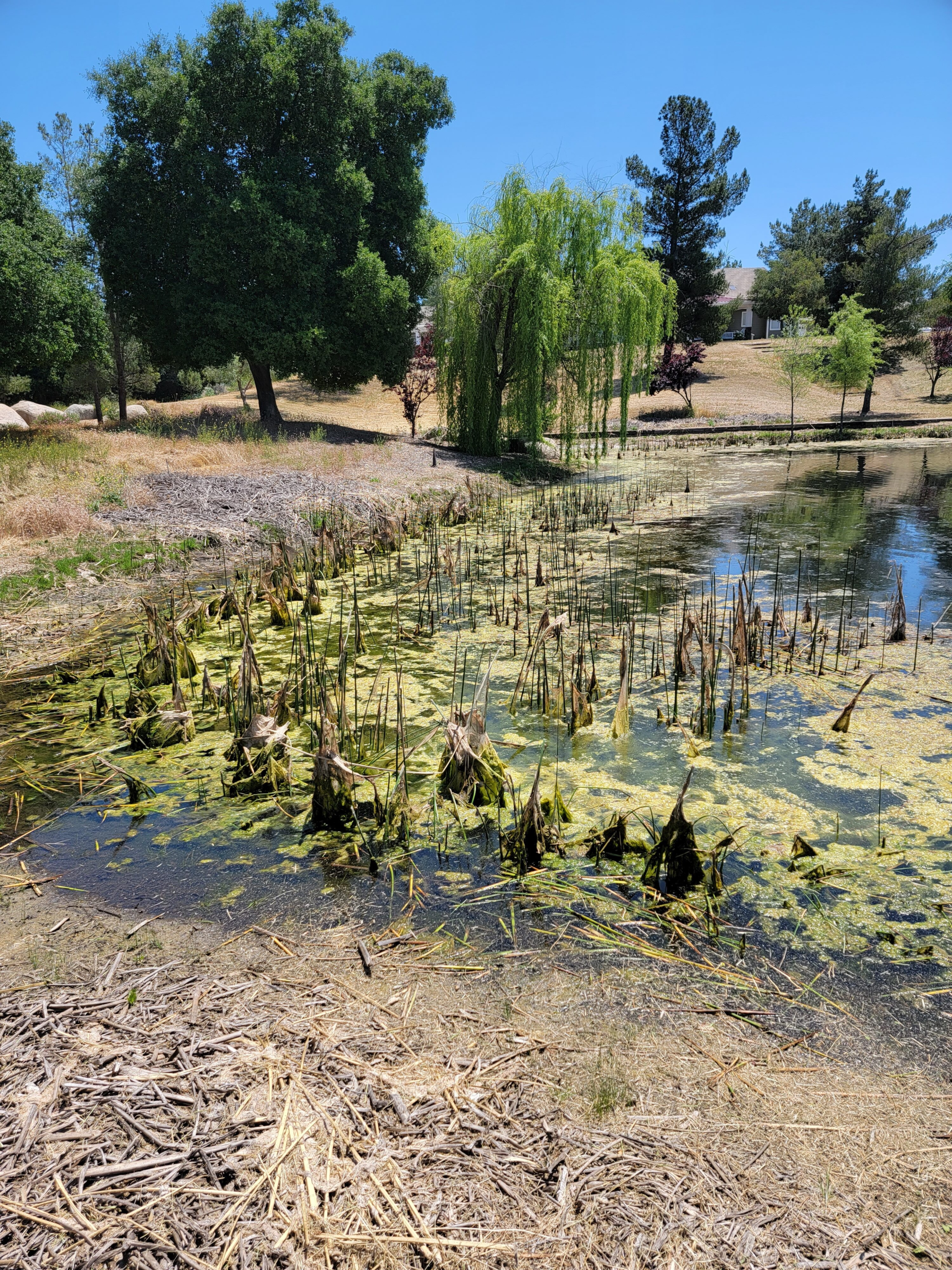 Algae and decaying shoreline vegetation before restoration