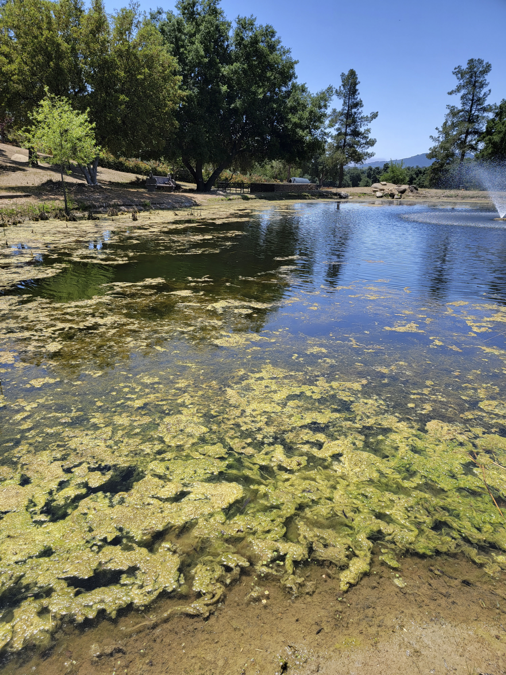 Extensive algae growth across the pond before restoration